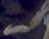Lithodid Crab - Paralomis africana