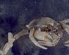 Lithodid Crab - Paralomis africana