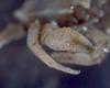 Lithodid Crab - Paralomis africana
