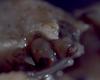 Lithodid Crab - Paralomis africana