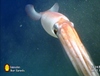 Squid sp.