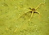 Brittle Star