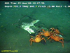 Paramola crab