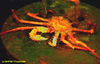 Paramola crab