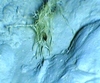 Filograna sp.