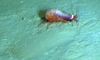 Cleippides sp.