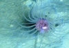 Corymorpha glacialis