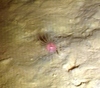 Corymorpha glacialis