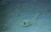 Amphipod