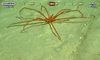 Colossendeis sp.