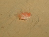 Reteporella beaniana