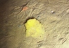 Sponge, unidentified