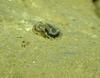 Polychaeta sp.