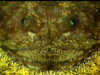 Monkfish