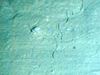 Isopoda sp.