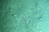 Elpidia sp.