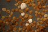 Cribrostomoides subglobosum