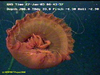 Poralia jelly