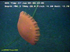 Poralia jelly