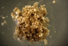 Komokioidea sp.