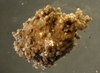 Astrorhizoidae sp.