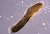 Gromiidae sp.