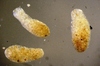 Gromiidae sp.