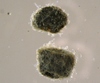 Gromiidae sp.