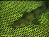 Dogshark