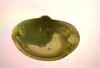 Bivalvia sp.