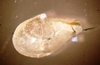 Bivalvia sp.