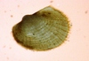 Bivalvia sp.