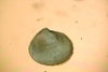 Bivalvia sp.