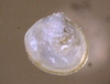 Bivalvia sp.