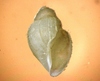Gastropoda sp.