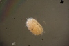 Ostracoda sp.