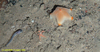 Yellow tipped starfish