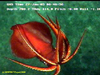 Squid (unidentified)