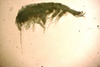 Deflexilodes tenuirostratus