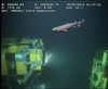 Dogshark from Angola