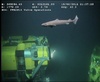Dogshark from Angola