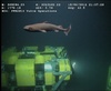 Dogshark from Angola