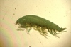 Onisimus sp.