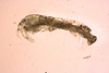 Tanaidacea sp.