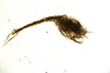 Cumacea sp.