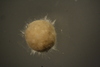 Crithionina sp.