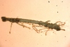 Tanaidacea sp.