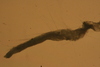 Cirratulidae sp.