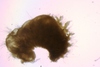 Euphrosinidae sp.