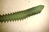 Lumbrineridae sp.